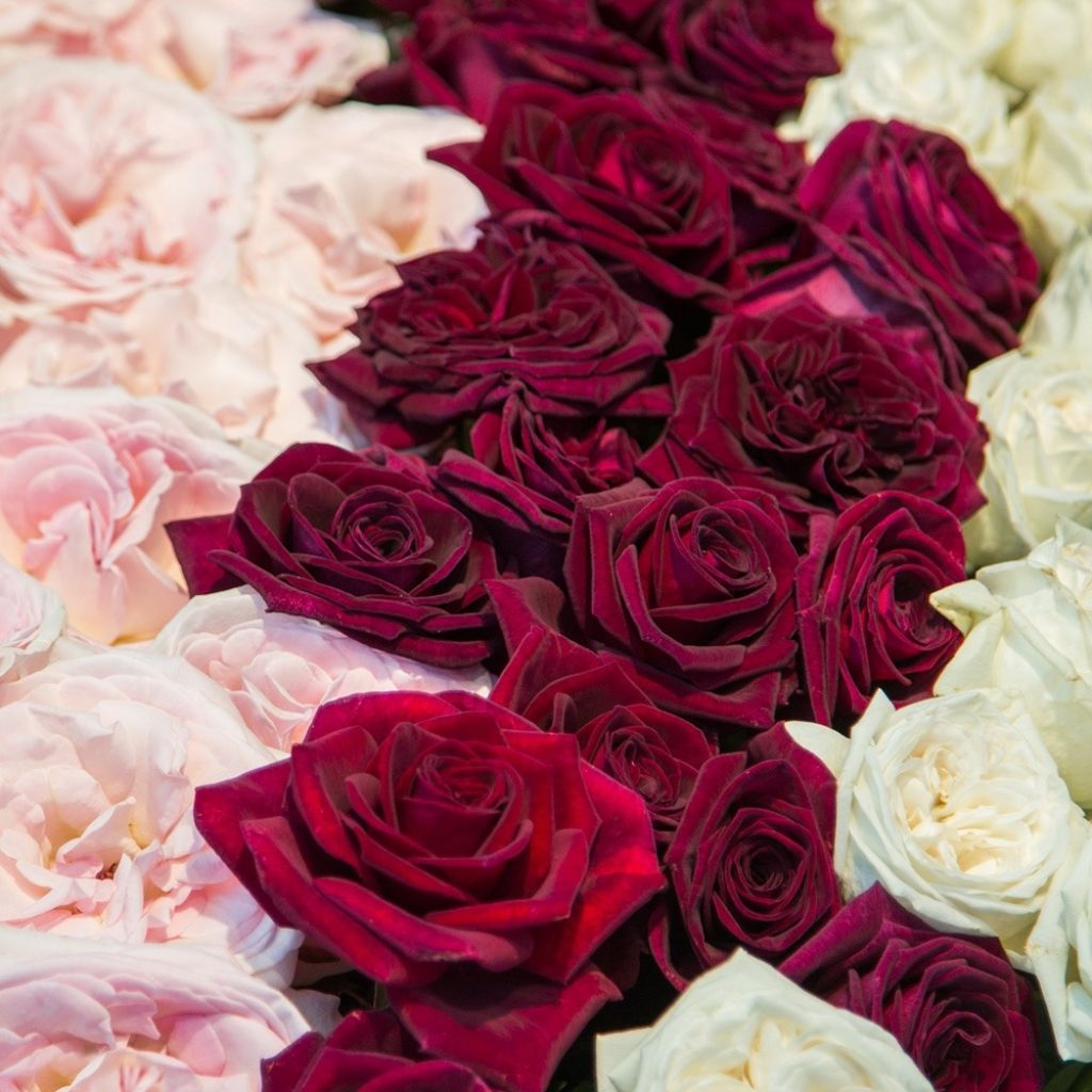 Rosa Black Perfumella - Grootbloemige roos