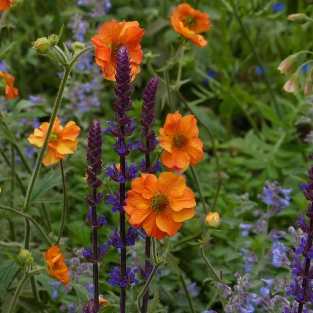 3 Onmisbare vaste planten voor de zomer