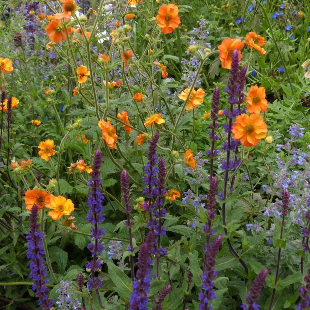 3 Onmisbare vaste planten voor de zomer