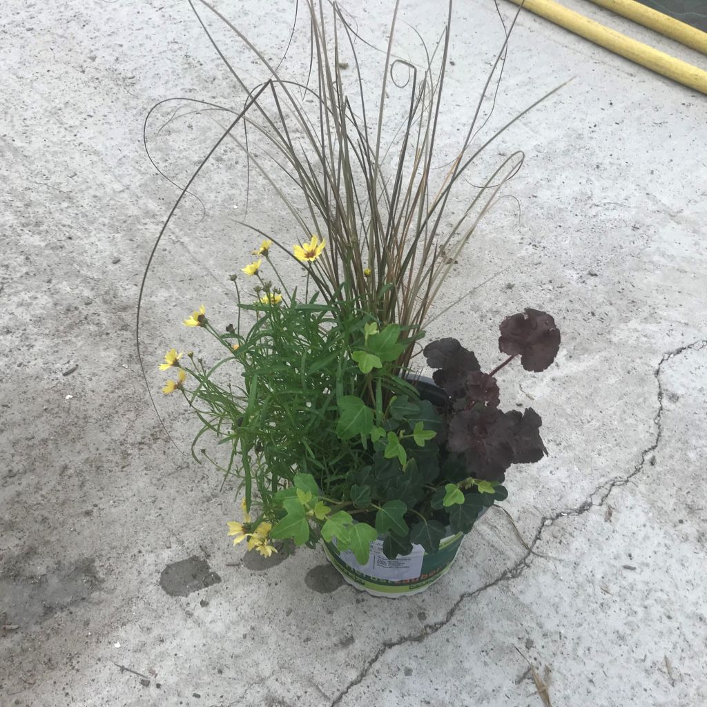 Vrolijke Samenstelling - samenstelling van 4 planten