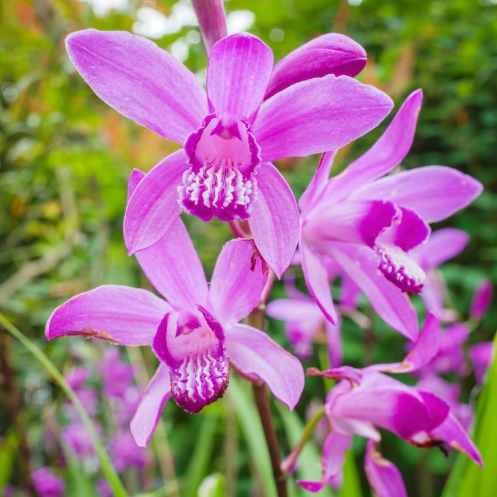 Bletilla striata - Japanse orchidee