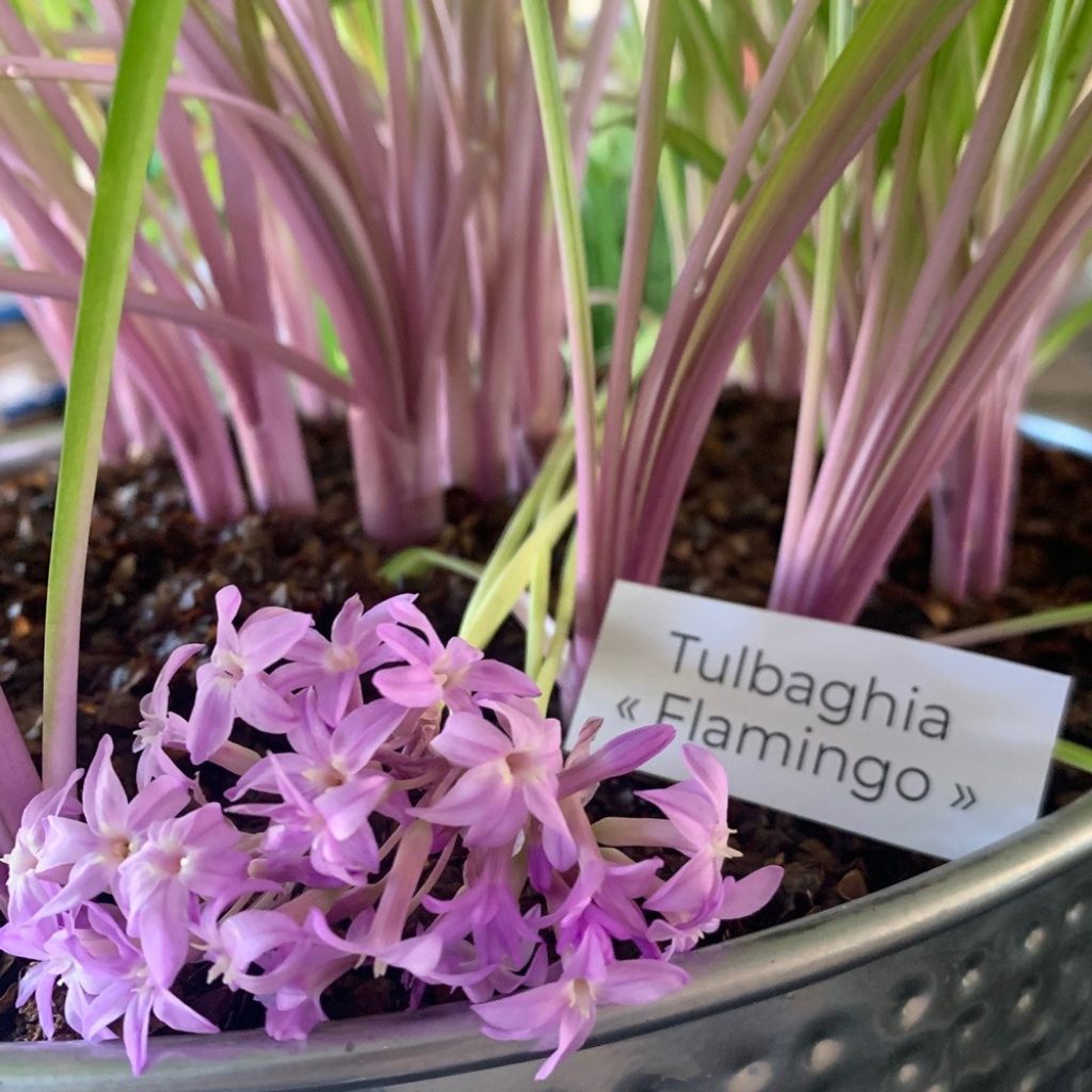 Tulbaghia violacea Flamingo - Kaapse knoflook