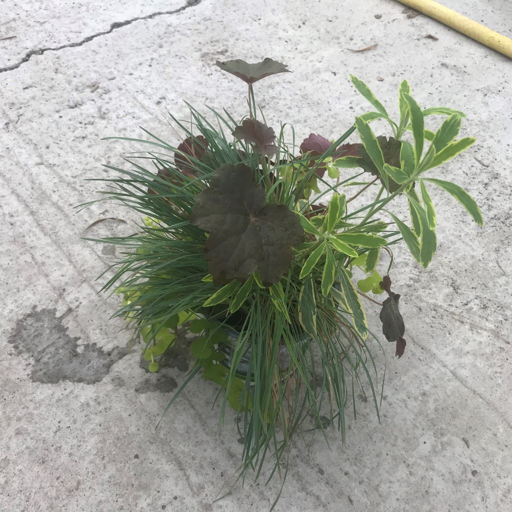 Najaarlicht samenstelling - samenstelling van 4 planten