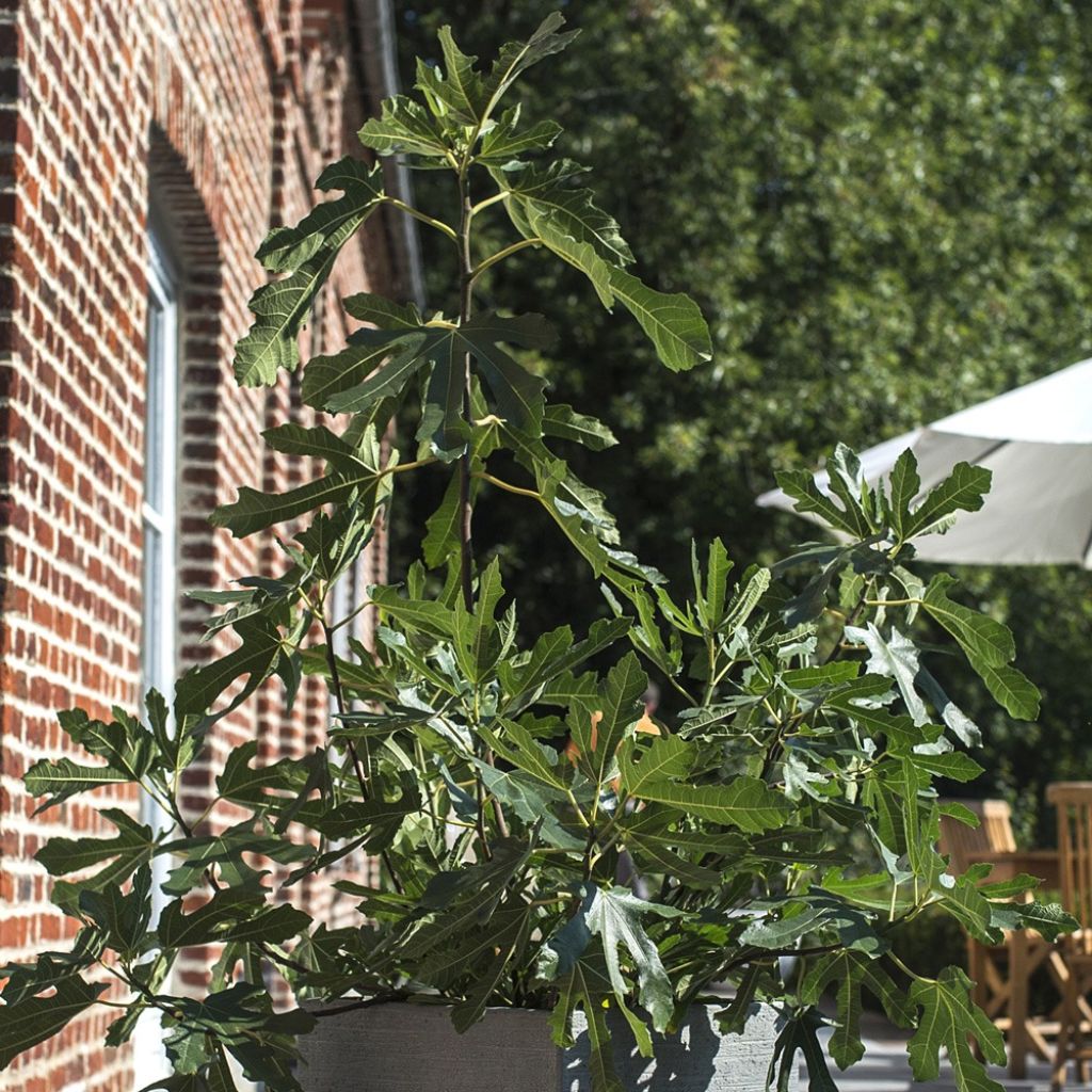 Dwergvijgenboom Figality