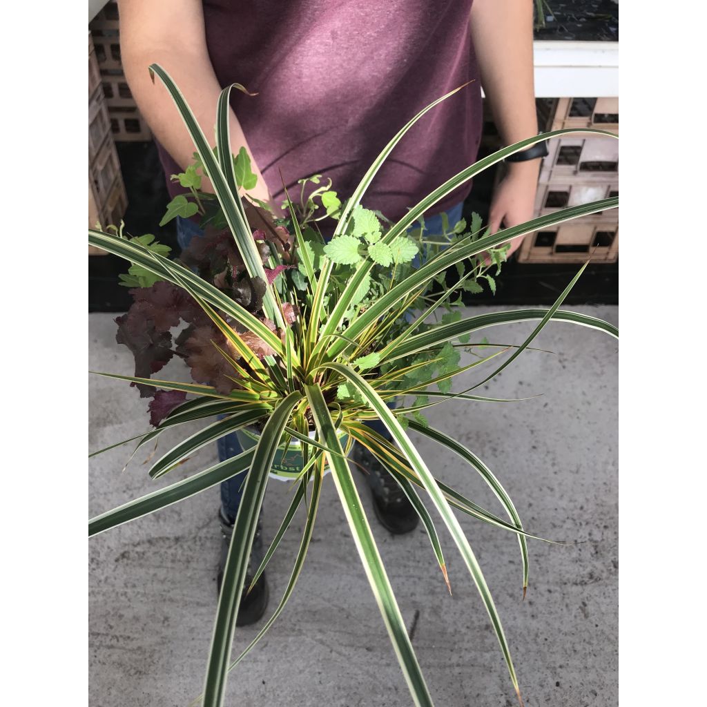 Najaar Feeërie Samenstelling - set van 4 planten