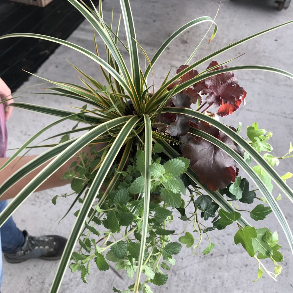 Najaar Feeërie Samenstelling - set van 4 planten