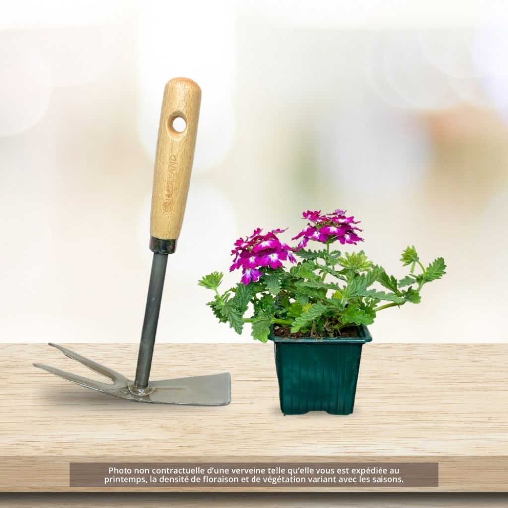 Verbena Superbena Royale Peachy Keen - Hangverbena