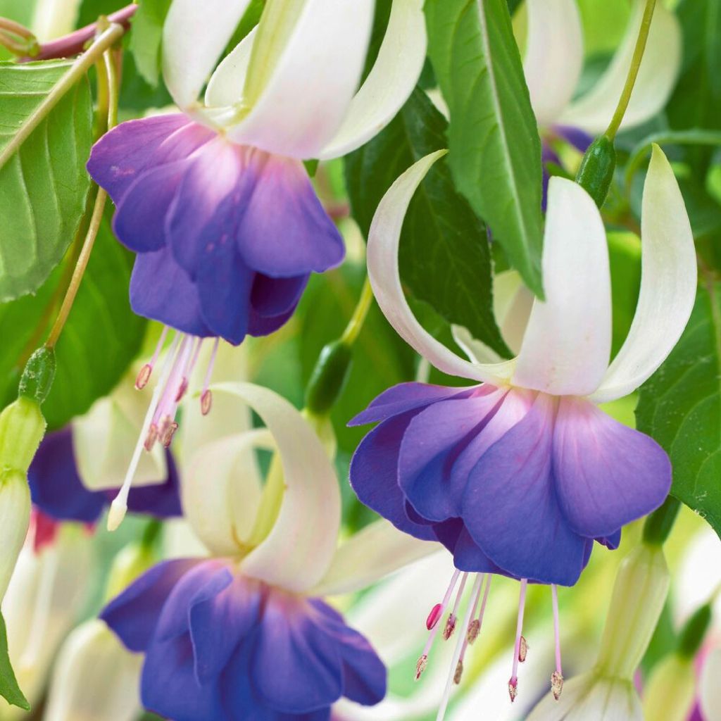 Fuchsia Blue Sarah - Winterharde fuchsia