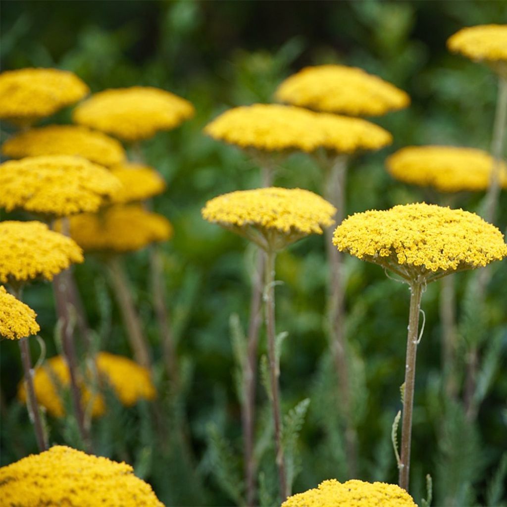 Achillea filipendulina Golden Plate - Duizendblad
