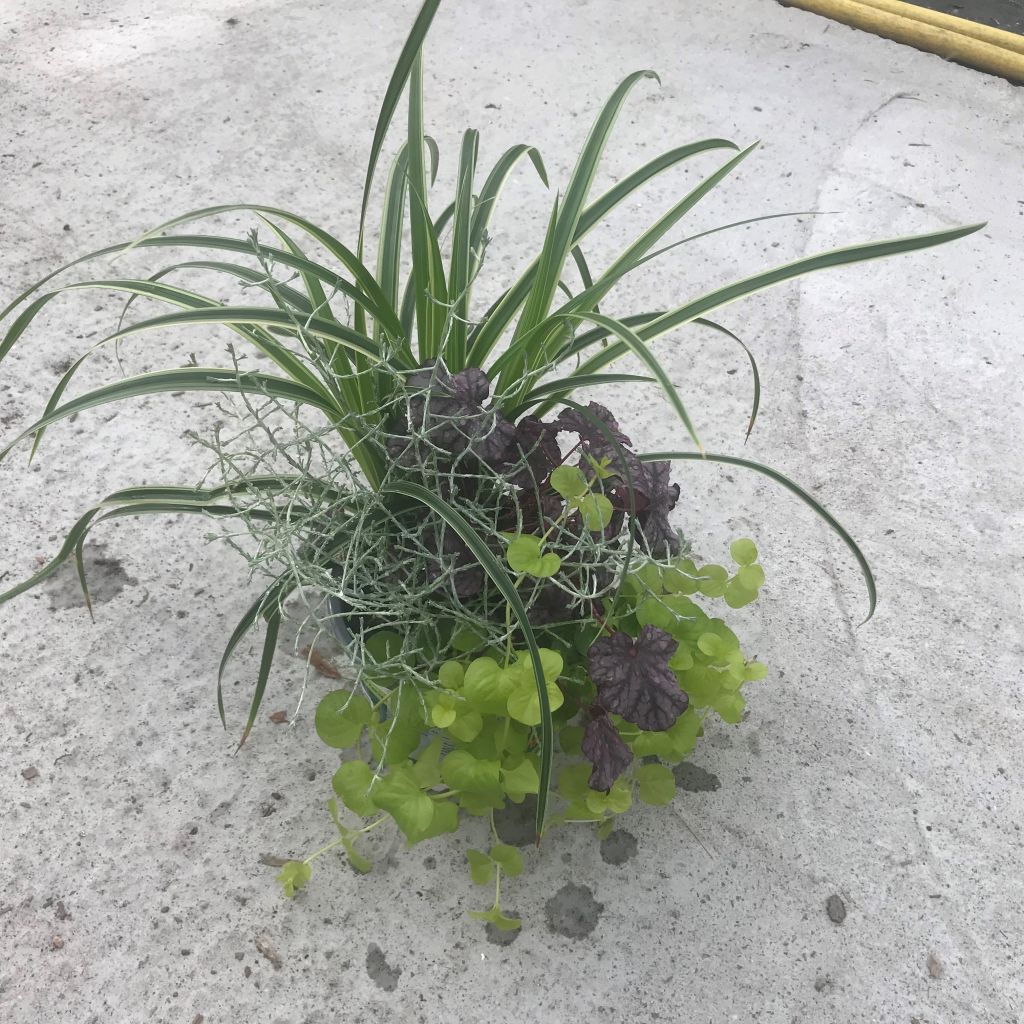 Silent Sunday-samenstelling - samenstelling van 4 planten