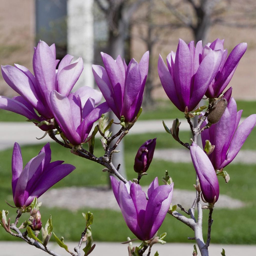 Magnolia Susan - Beverboom