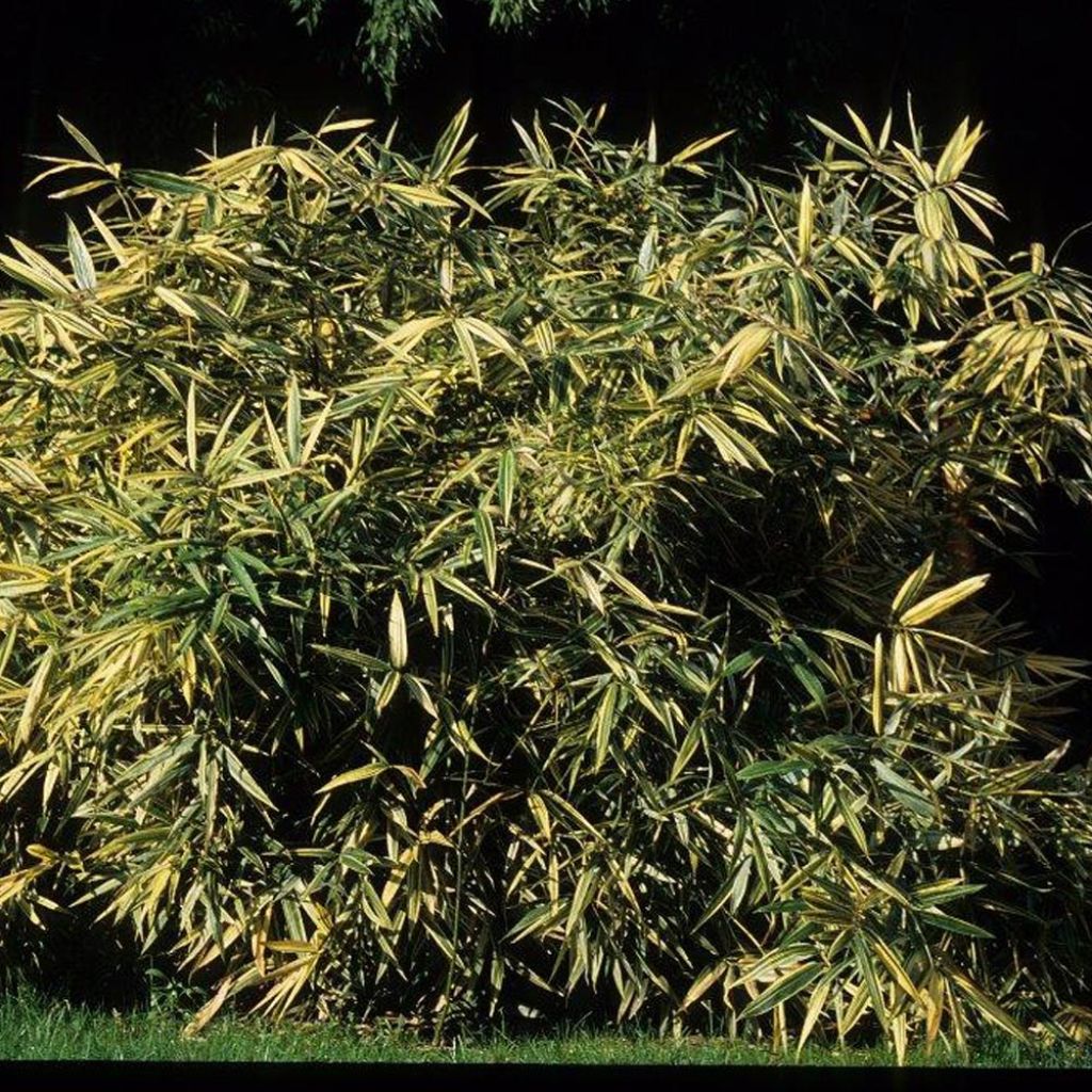 Hibanobambusa tranquillans Shiroshima - Bamboe