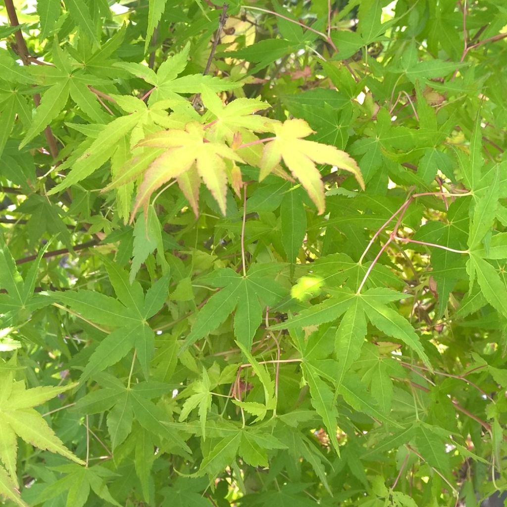 Acer palmatum Ueno Yama - Japanse esdoorn
