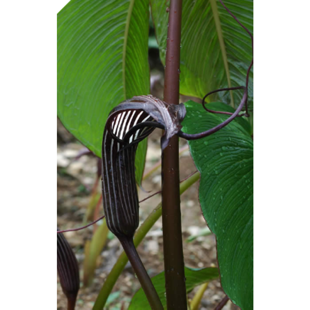 Arisaema costatum - Jan op de preekstoel