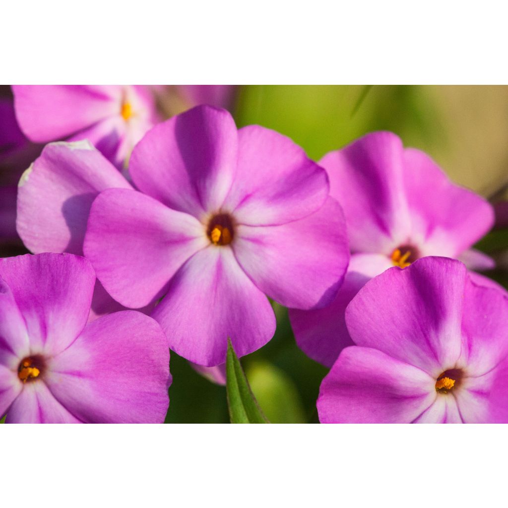 Phlox carolina Bill Baker - Vlambloem