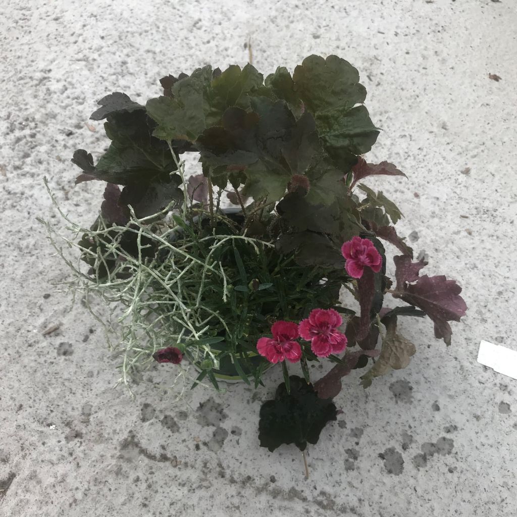 Samenstelling Morning Walk - Samenstelling van 3 planten