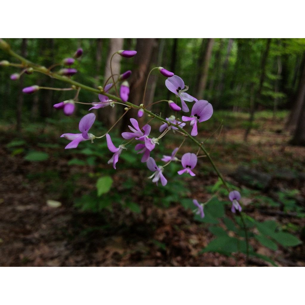 Desmodium nudiflorum - Kleefklaver