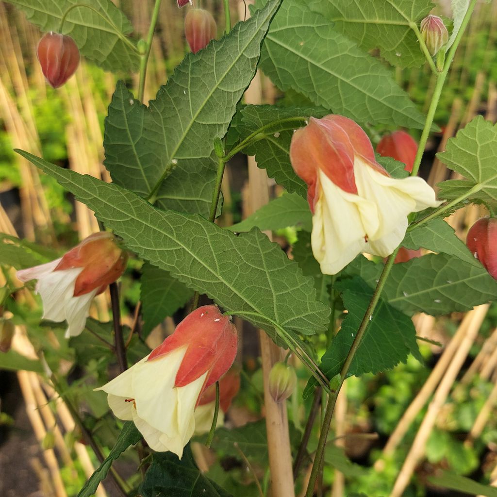 Abutilon megapotamicum Ines - Belgische vlag