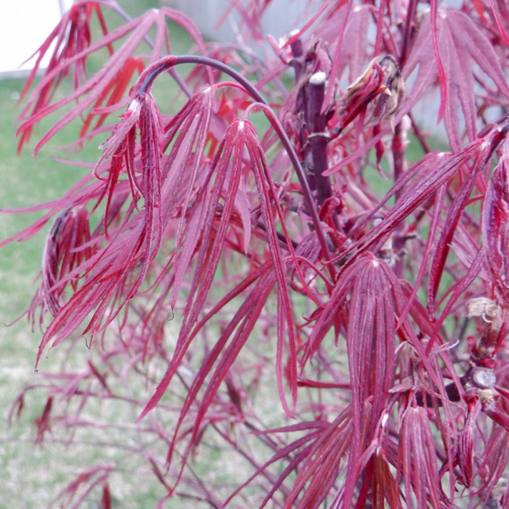Acer palmatum Pung Kill - Japanse esdoorn