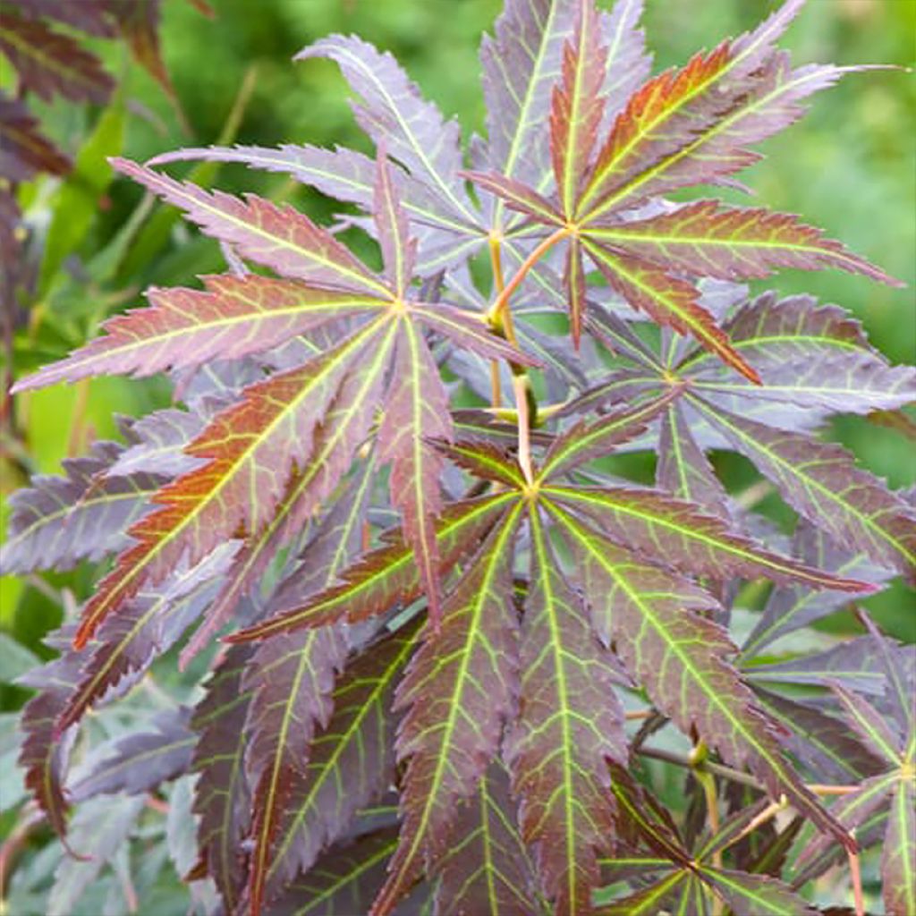 Acer palmatum Sumi-nagashi - Japanse esdoorn