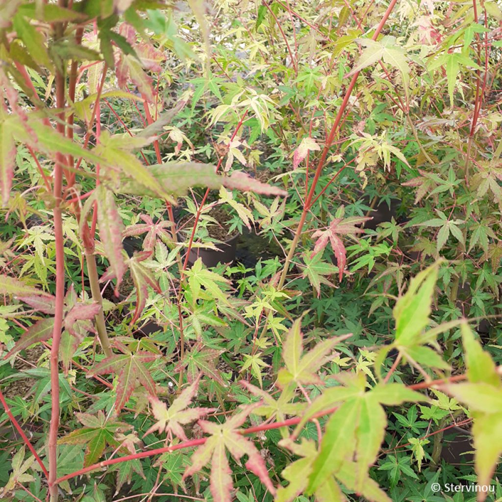 Acer palmatum Ueno Yama - Japanse esdoorn