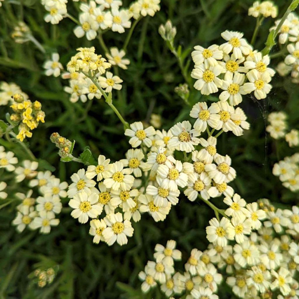 Achillea lewisii King Edward - Duizendblad