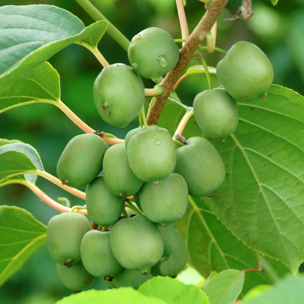 Kiwibes - Actinidia arguta Fresh Jumbo (vrouwelijk)