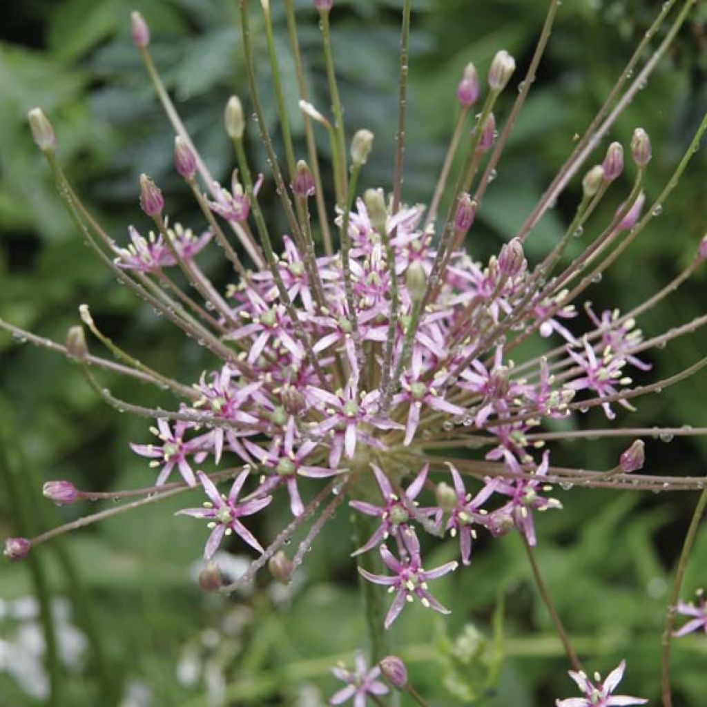 Allium schubertii - Sierui
