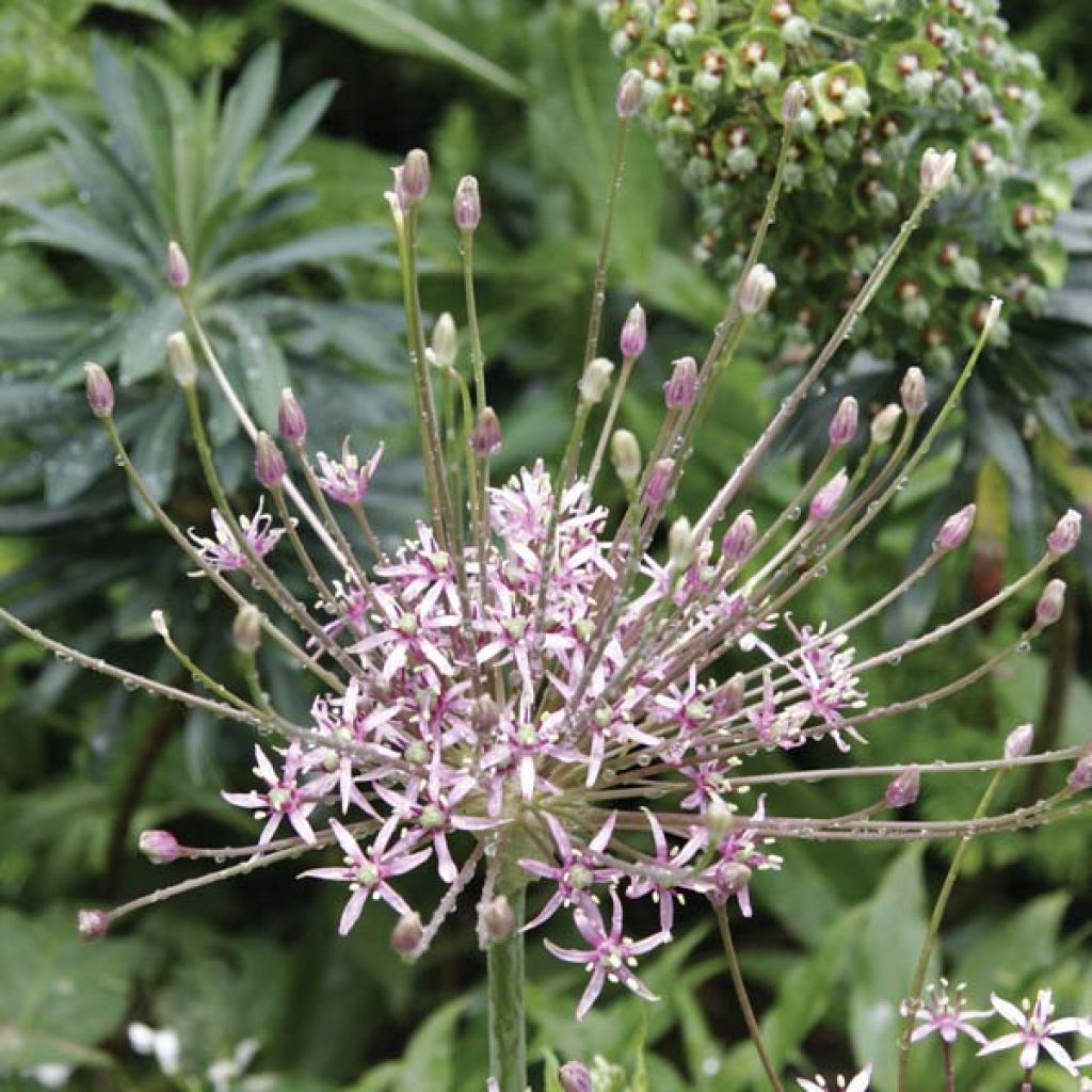 Allium schubertii - Sierui