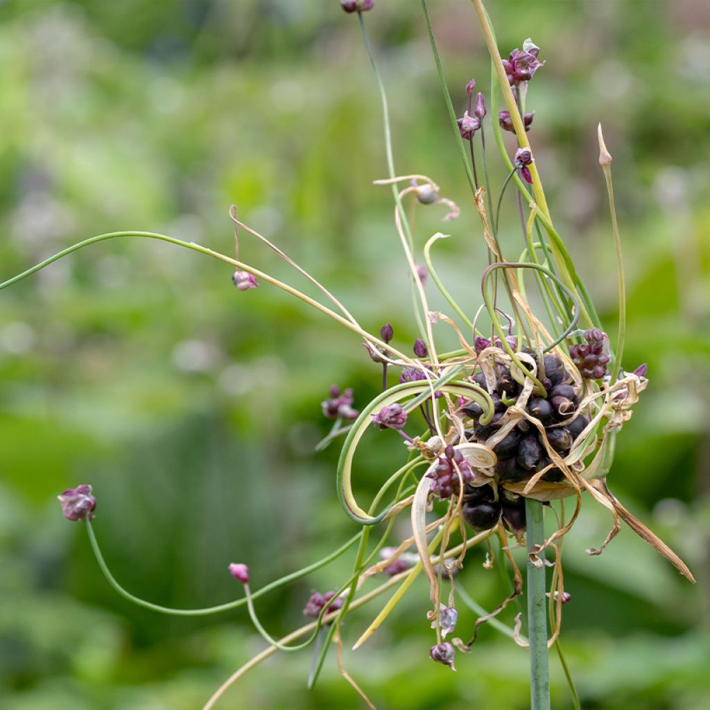 Allium scorodoprasum Art - Slangenlook