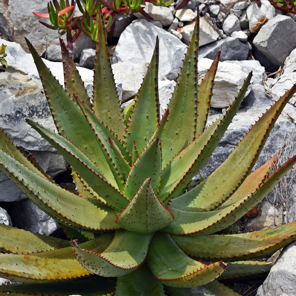 Aloe ferox - Kortbladige aloë