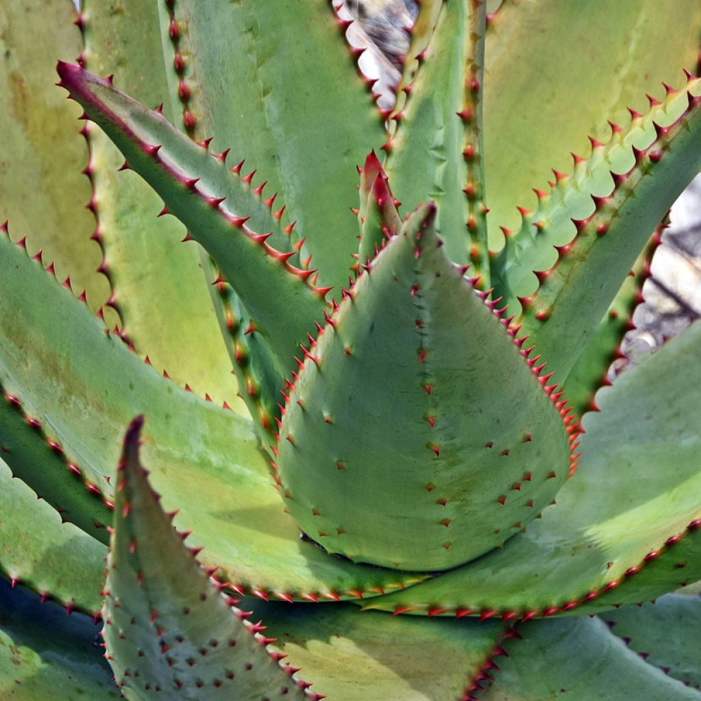 Aloe ferox - Kortbladige aloë