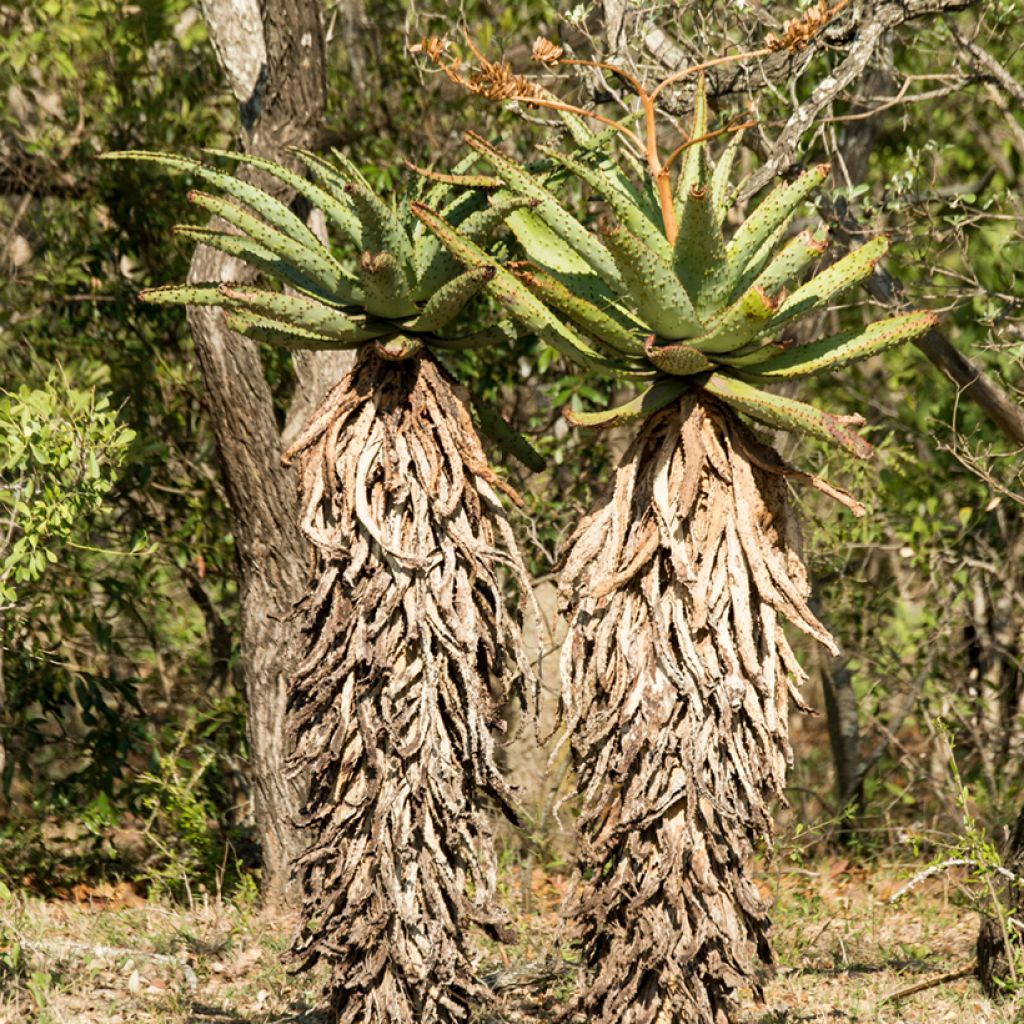 Aloe ferox - Kortbladige aloë