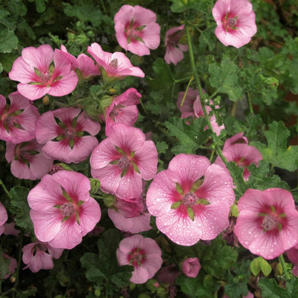 Anisodontea malvastroides Cristal - Kaapse malva roze
