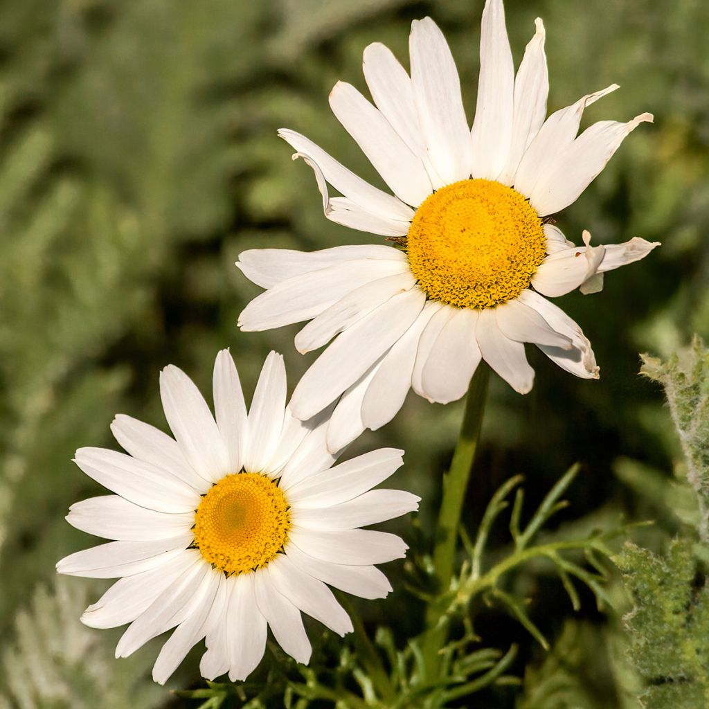 Arctanthemum arcticum - Groenlandmargriet
