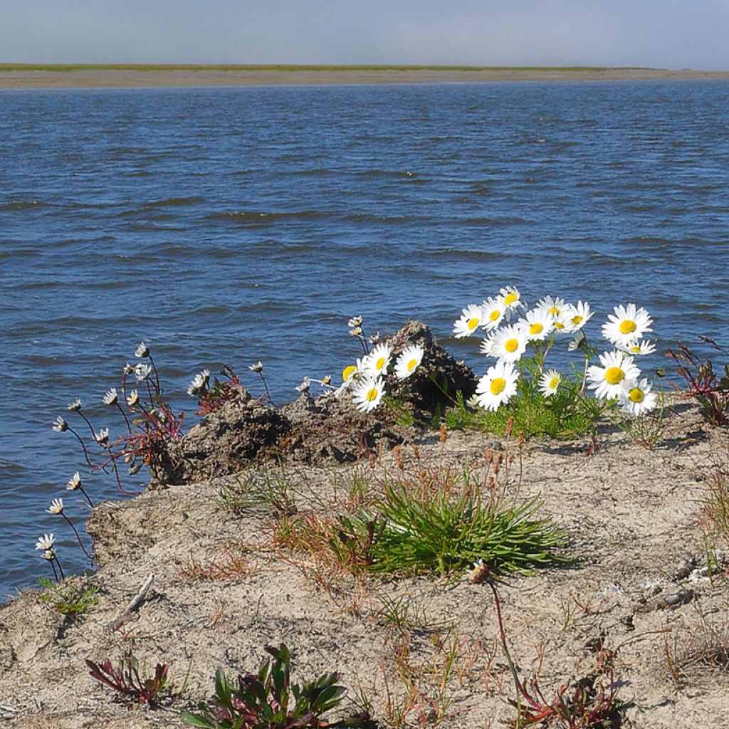 Arctanthemum arcticum - Groenlandmargriet