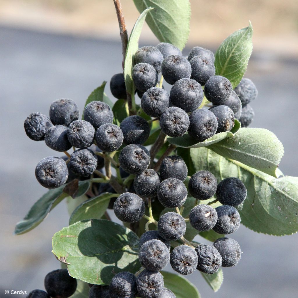 Appelbes Rubina - Aronia