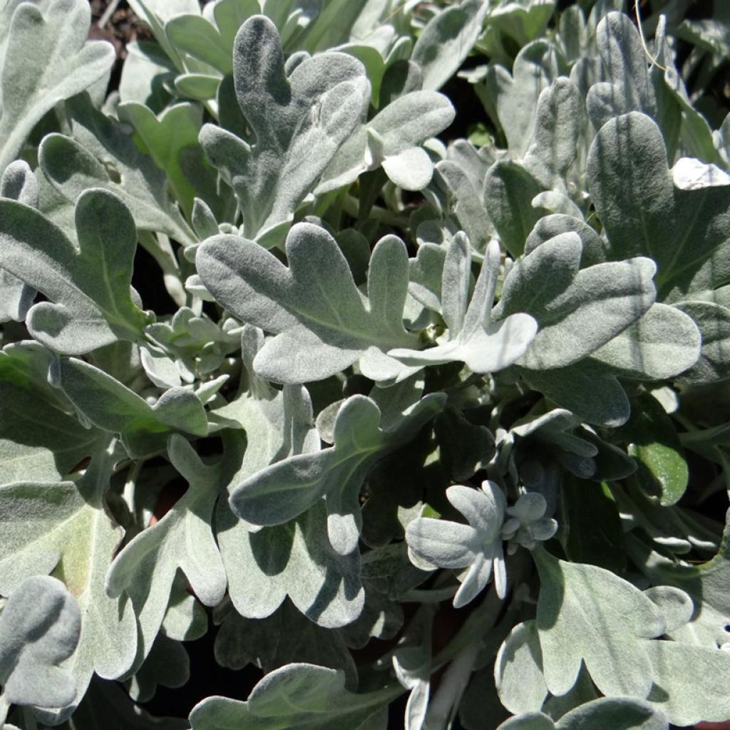 Artemisia stelleriana Moris Strain - Alsem