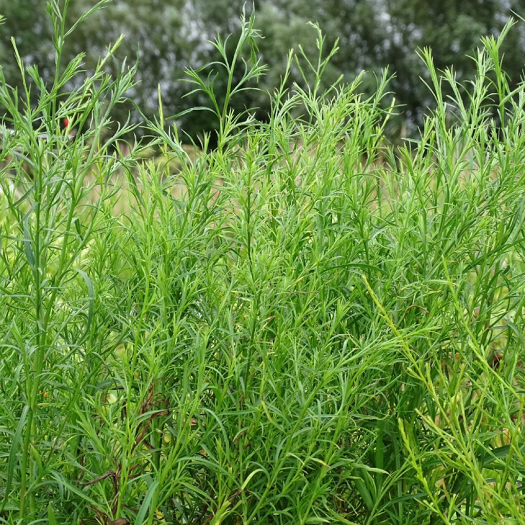 Aster ericoides pringlei Monte Cassino - Septemberkruid