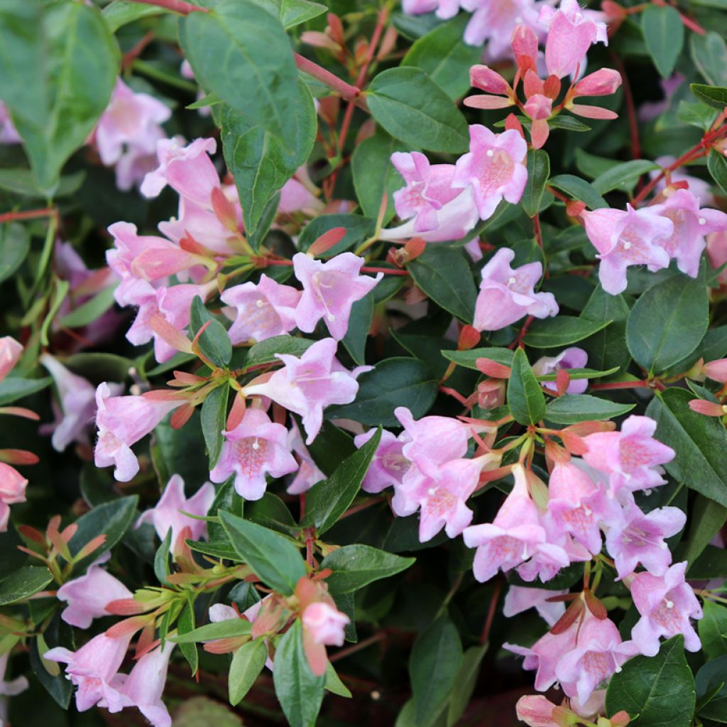 Abelia Edward Goucher - Glanzende abelia