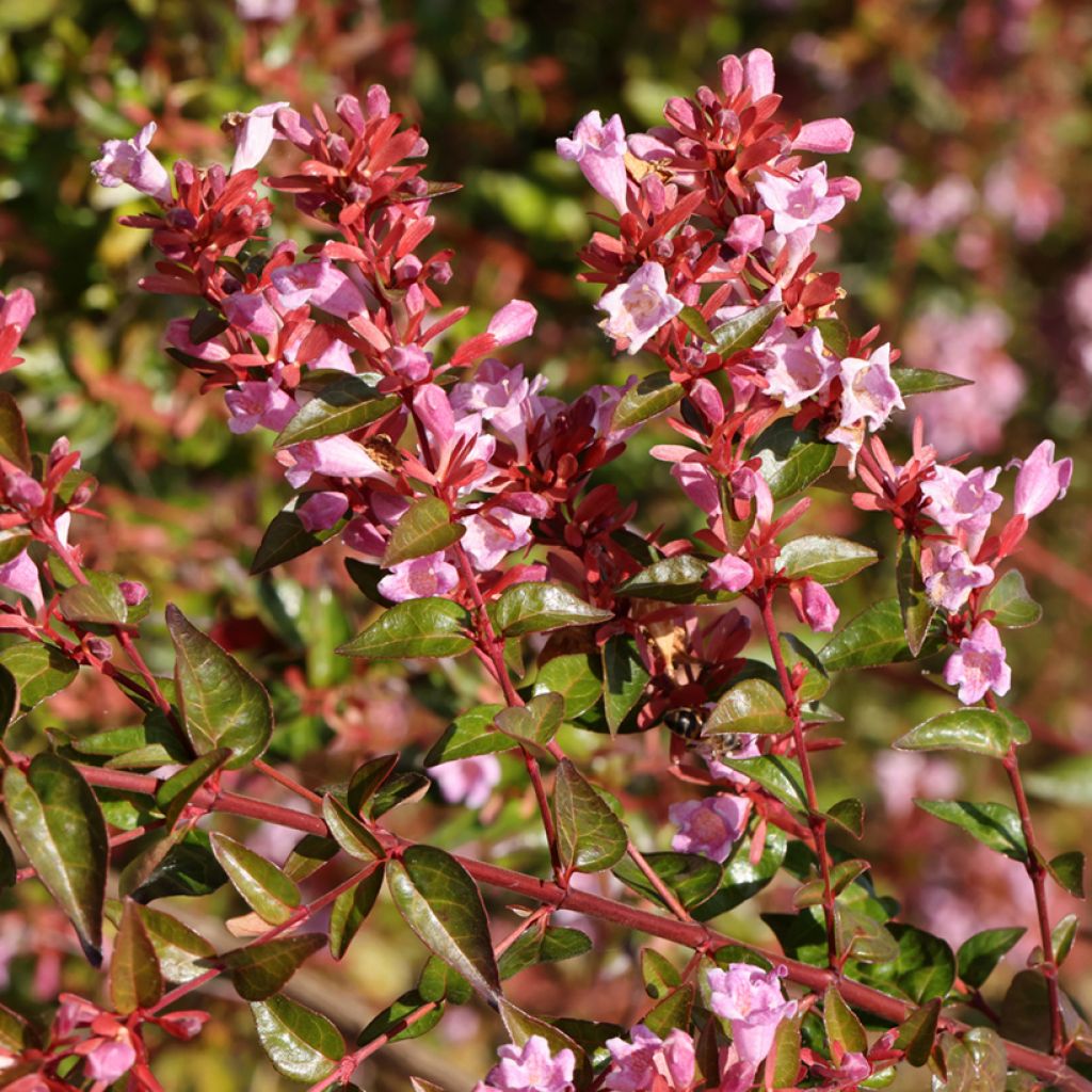Abelia Edward Goucher - Glanzende abelia