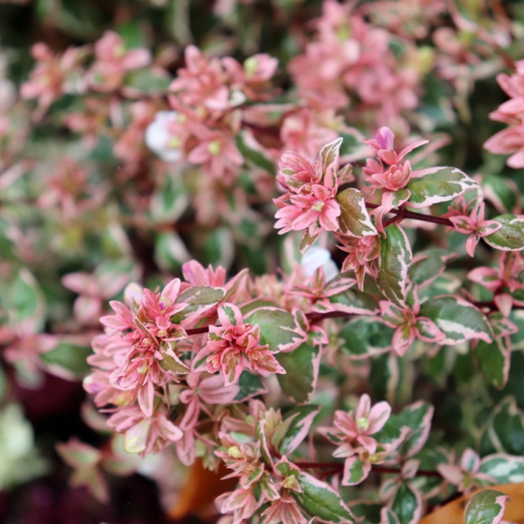 Glanzende abelia Magic Daydream