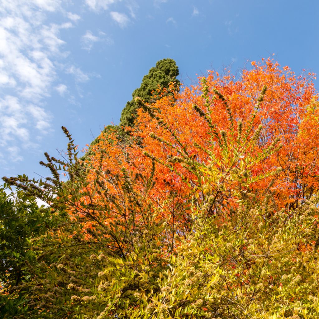 Abelia chinensis - Chinese abelia