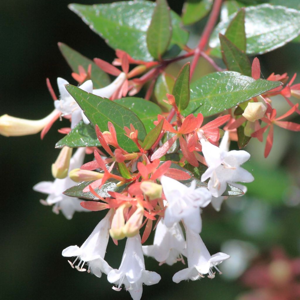 Abelia grandiflora - Glanzende abelia