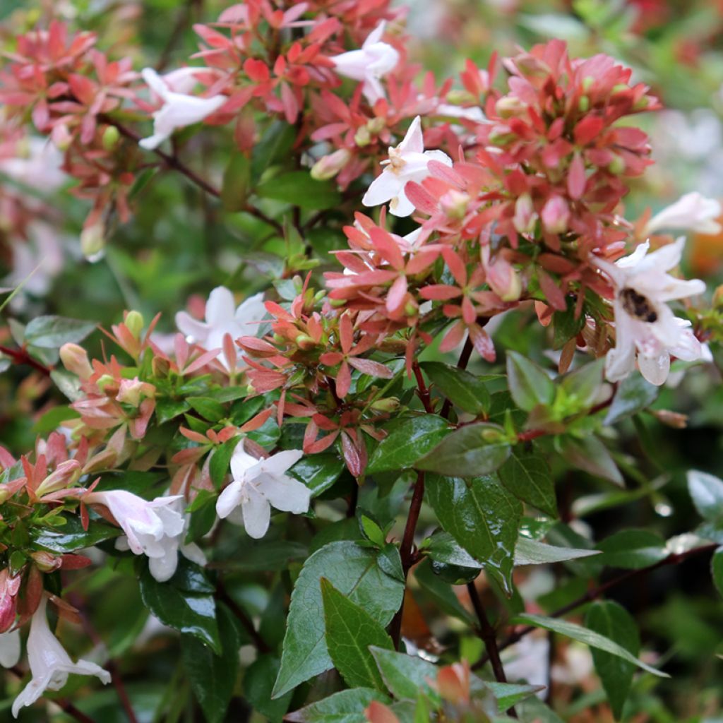 Abelia grandiflora - Glanzende abelia