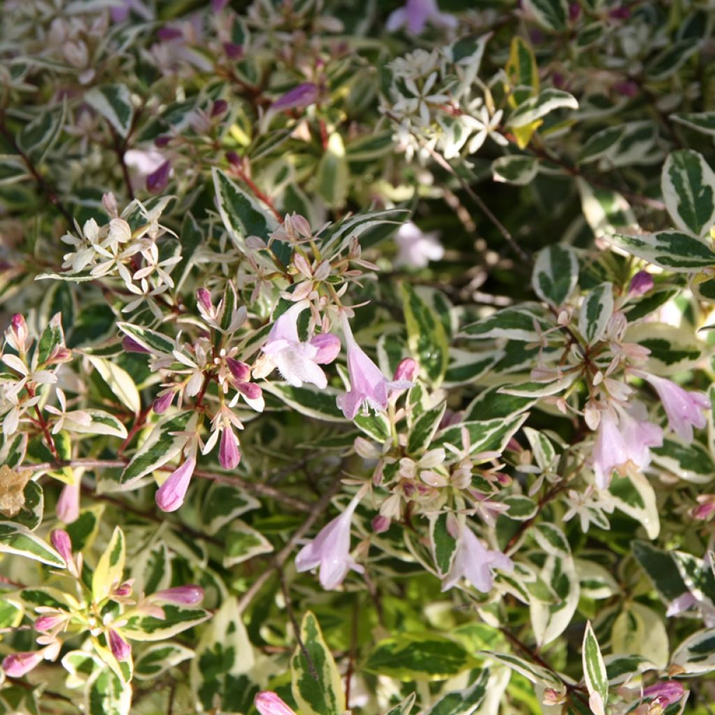 Glanzende abelia Hopley's - Abelia grandiflora