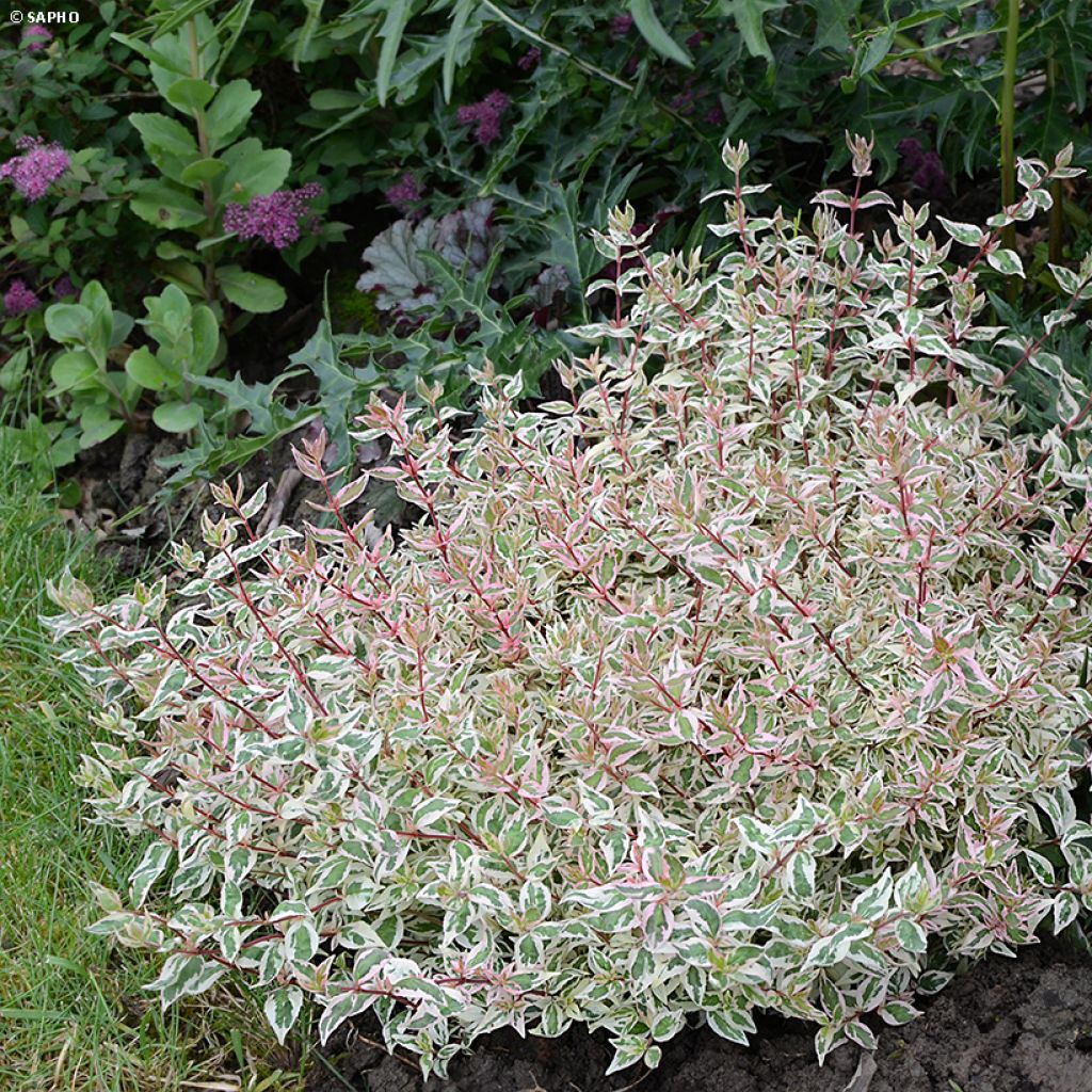 Abelia grandiflora Pink Lady - Abélia à grandes fleurs