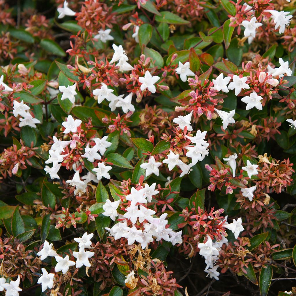 Glanzende abelia Pisto