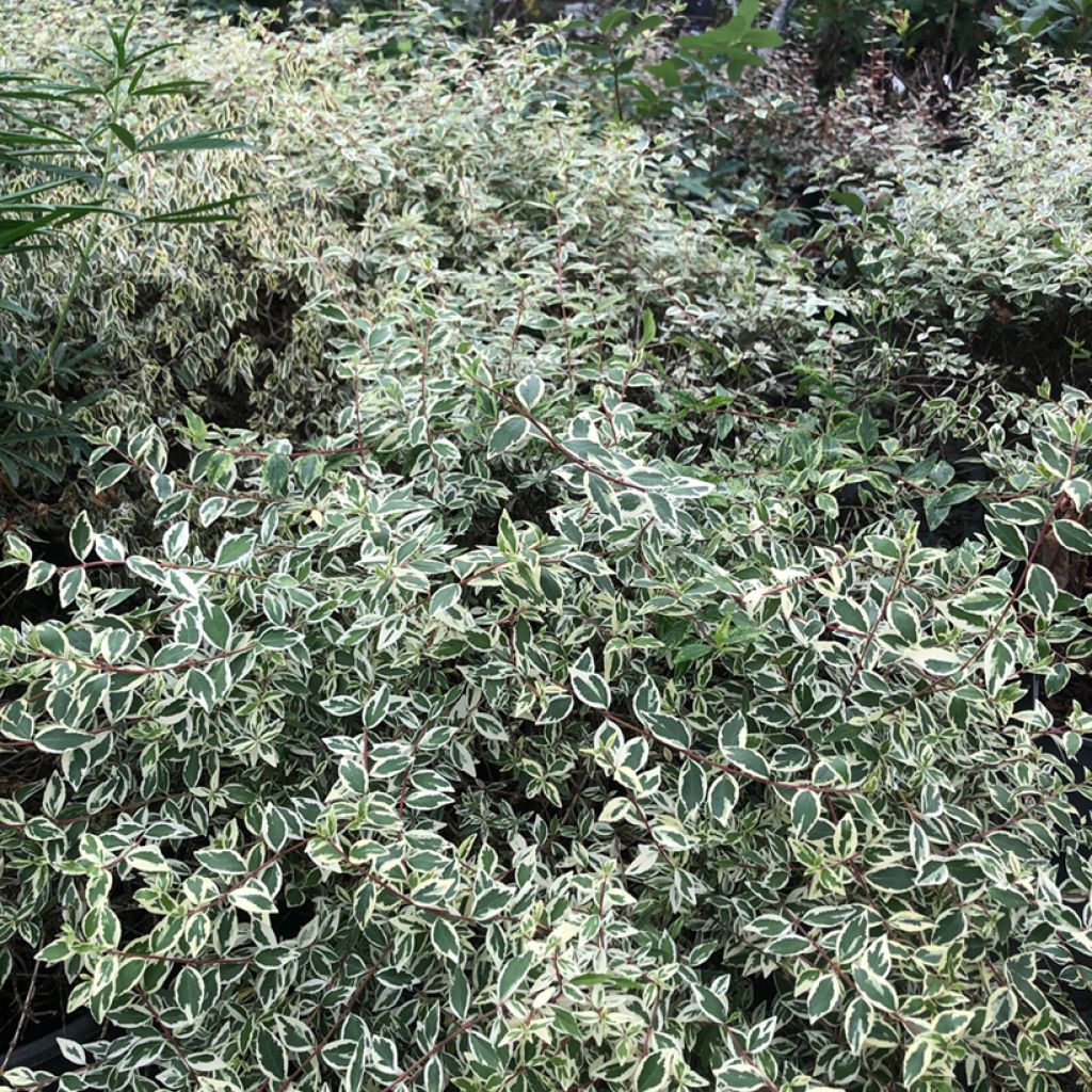 Glanzende abelia Sparkling Silver