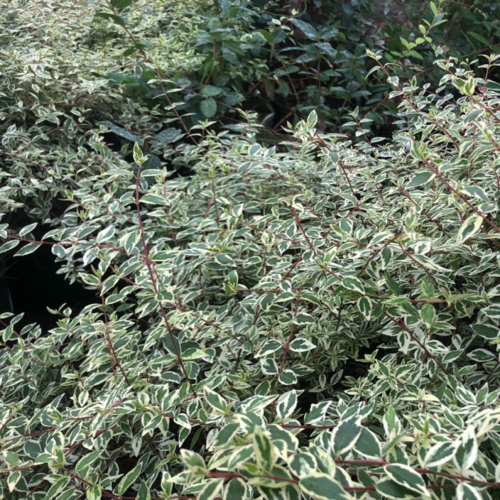 Glanzende abelia Sparkling Silver